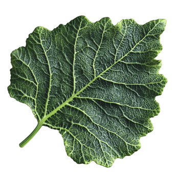 Single green leaf with prominent veins on white background display png