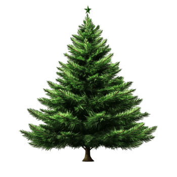 Evergreen pine tree standing tall green natural holiday symbol png