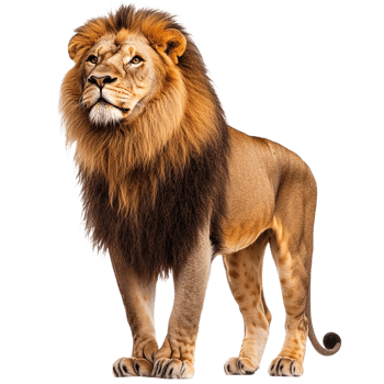 A lion standing isolated on transparent background png