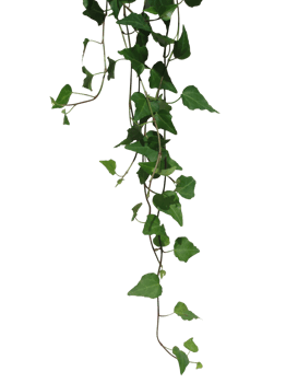 Hanging Green Ivy Vines on Transparent Background png