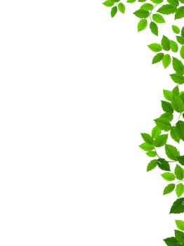 Hanging Green Ivy Vines on Transparent png