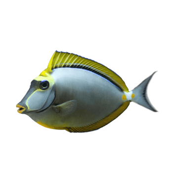 Vibrant Tropical Fish with Yellows Accents png