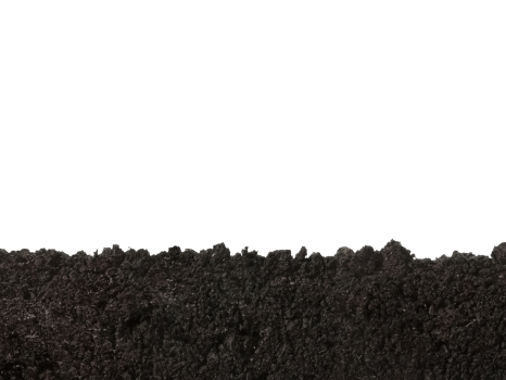 Rotten Tomato in Compost Soil on Transparent Background png