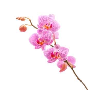 Pink orchid flower stem isolated on transparent background. png