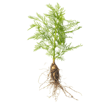 Dill vegetable herb plant with roots isolated on transparent background. png