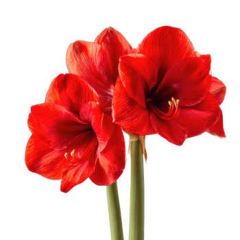 Red amaryllis blossoms isolate on transparent background. png