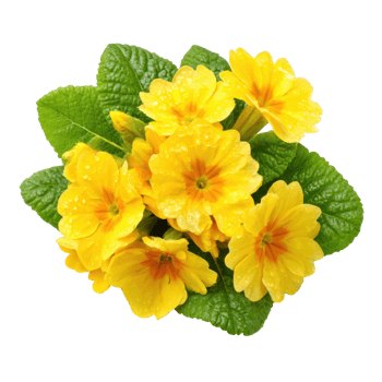 Yellow primrose flower arrangement isolated on transparent background. png