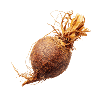 Taro root with sprout, brown isolated on transparent background. png