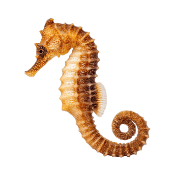 Seahorse close up, studio shot isolated on transparent background. png