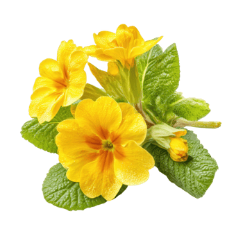 Yellow primrose flowers arrangement isolated on transparent background. png