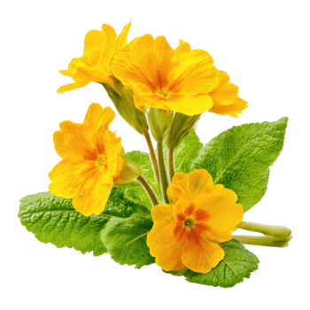 Yellow primrose blossoms isolate on transparent background. png