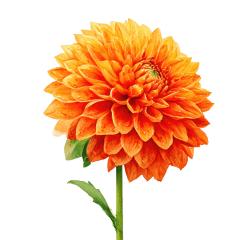 Orange dahlia flower single bloom isolated on transparent background. png