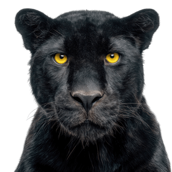Black panther animal wildlife predator portrait close up isolate on transparent background. png