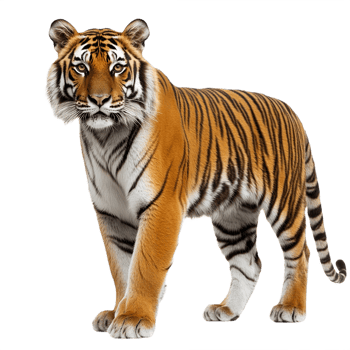 A tiger isolated on transparent background png