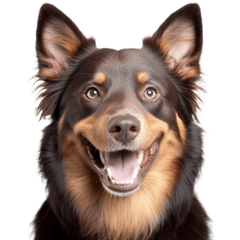 Happy dog with bright eyes and fluffy fur isolated against white background png