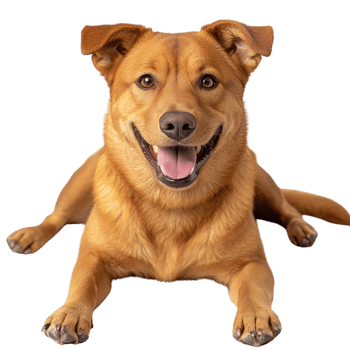 Happy brown dog lying down with a cheerful expression in an isolated setting png