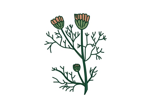 Botanical branch daisy isolated on white background. Hand drawn doodle plant chamomile with Flowers Stems Leaves illustration. Graphic design element for Birthday Wedding Greeting Card Poster vector