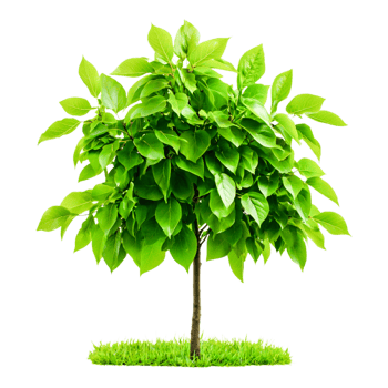 Lush Green Foliage Young Tree with Vibrant Leaves in Natural Surroundings png
