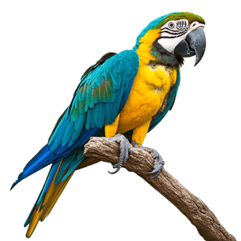 Blue winged macaw isolated on transparent background png