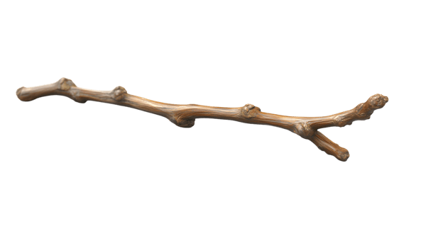 A detailed branch with intricate textures and natural curves ideal for naturethemed designs a png