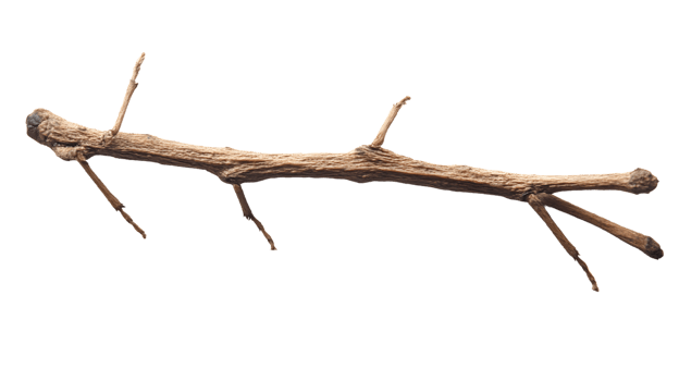 A detailed closeup of a natural textured branch with intricate details and small offshoots i png