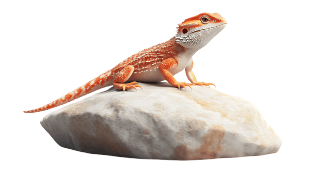 Orange Bearded Dragon Lizard on Rock Reptile Studio Shot png