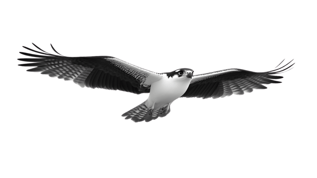 Soaring Bird in Flight with Detailed Feathers and Dynamic Wingspan png