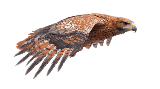 Soaring Bird in Flight with Detailed Feathers and Sharp Talons Perfect for Wildlife Nature a png