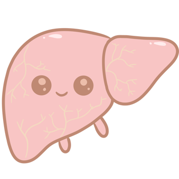 Cartoon anatomy liver cute pastel png