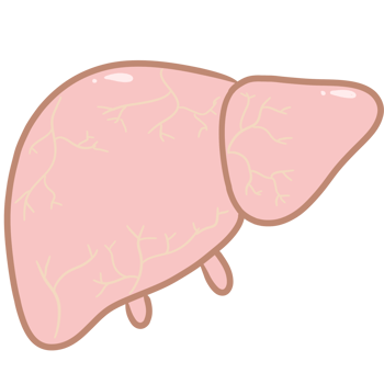 anatomy liver cute pastel png