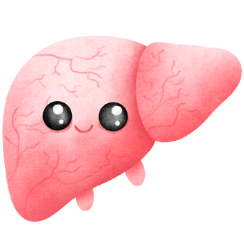 Cartoon anatomy liver png