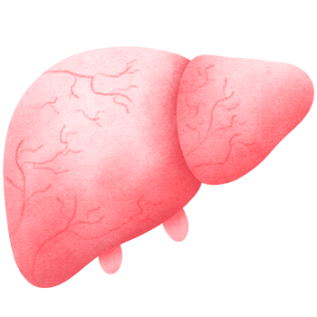 anatomy liver Realistic png