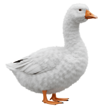 A pristine goose standing gracefully with its plumage and orange beak against a simple backdrop on transparent background png