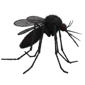 A close up view of a single mosquito with translucent wings and multiple legs on a plain backdrop on transparent background png