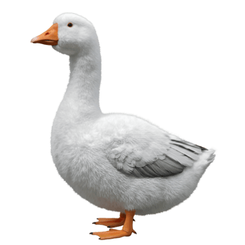 A full body view of a white goose with an orange beak standing on the ground in a neutral setting on transparent background png