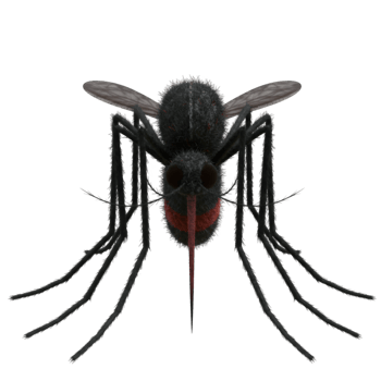 A close up view of a mosquito with wings and legs visible on a plain solid color surface area shot on transparent background png