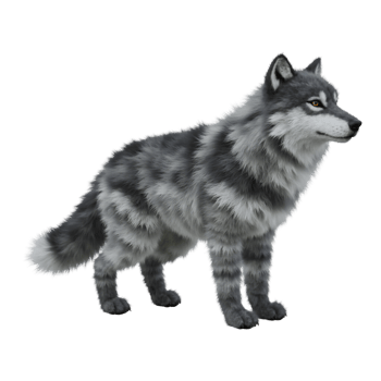 Gray and white wolf standing with a neutral expression in a digitally created image style view from side on transparent background png