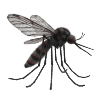 A mosquito with translucent wings and striped abdomen standing on its legs in a studio shot view on transparent background png