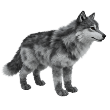 A majestic gray and white wolf standing in profile against a transparent canvas looking to the right on transparent background png
