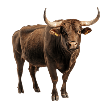 A Robust Bull isolated on a transparent background png