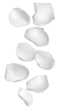 falling soft white rose petals in mid-air isolated on white background, romantic floral elements for wedding design, love themes, and gentle nature concepts png