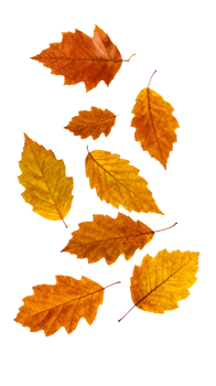 collection of colorful autumn leaves falling in mid-air, isolated on white background, orange and yellow dry foliage png
