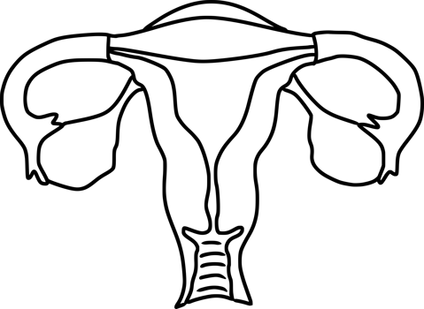 female internal reproductive organs, uterus, ovarium png