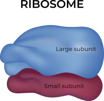 Ribosome Structure Large and Small Subunits Design Illustration vector