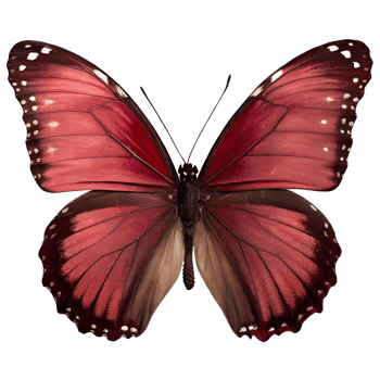 Vibrant burgundy butterfly with detailed wing patterns isolated on the transparent background png
