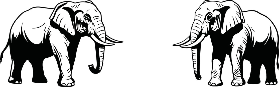 Elephant pair facing each other detailed black and white illustration of wildlife animals in natural posture vector