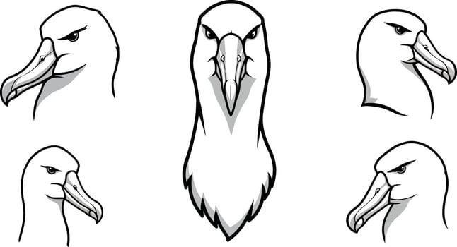 Albatross bird head profiles detailed illustration set with natural colors and sharp features for wildlife design projects vector