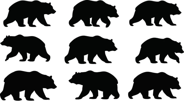 Bear silhouette set with multiple walking poses black animal shapes illustration vector