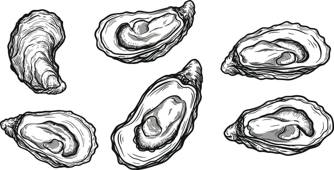 Oyster shell illustration with detailed engraved style seafood design elements for culinary and marine themes vector