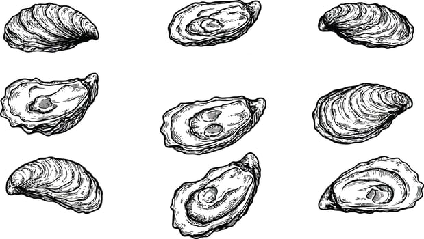 Oyster shells collection with detailed hand-drawn style seafood illustrations for culinary and marine themes vector